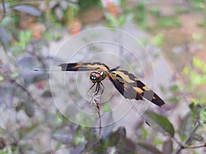 dragonfly,  Rhyothemis variegata, ÃÂ Libellulidae, Onathumbi photo
